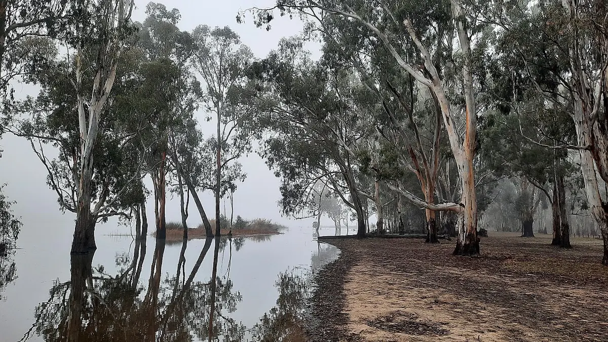 Barmah National Park