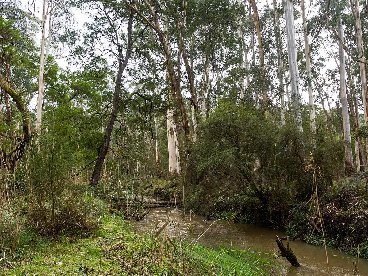 Yellingbo Nature Conservation Area