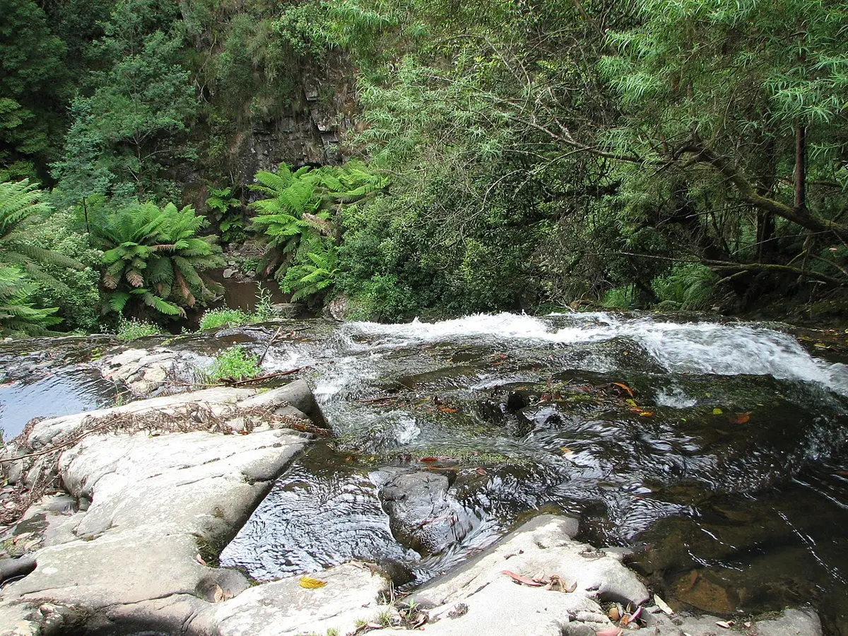 Tarra-Bulga National Park