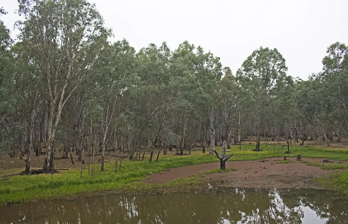 Warby-Ovens National Park