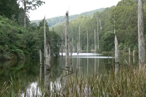 Great Otway National Park