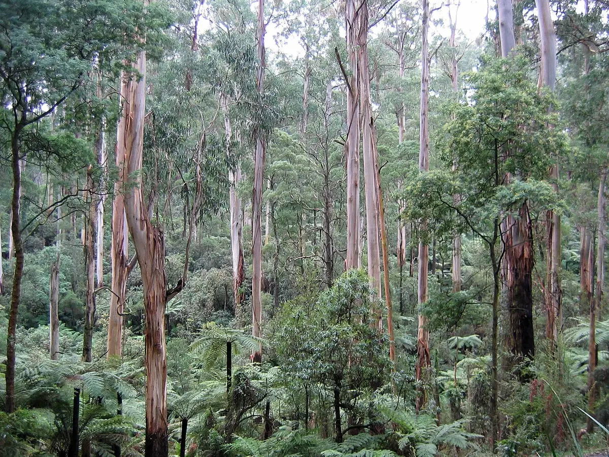 Dandenong Ranges National Park