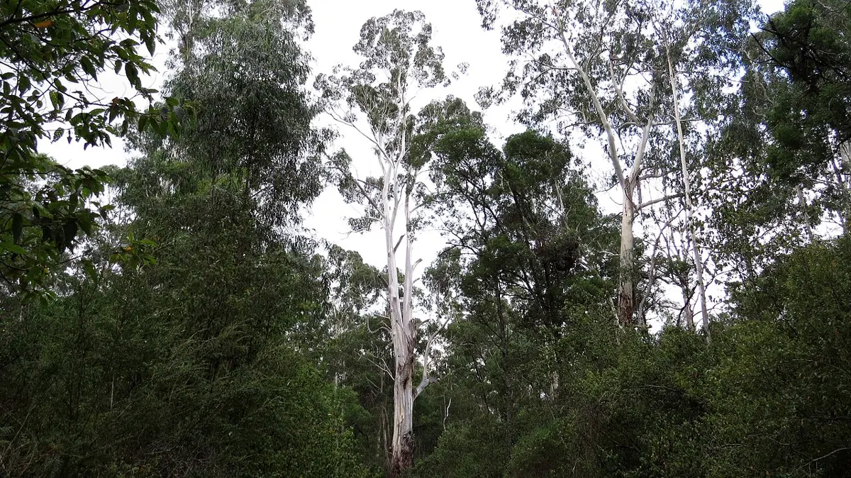 Coopracambra National Park