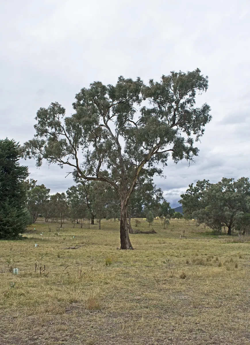 Stirling Park