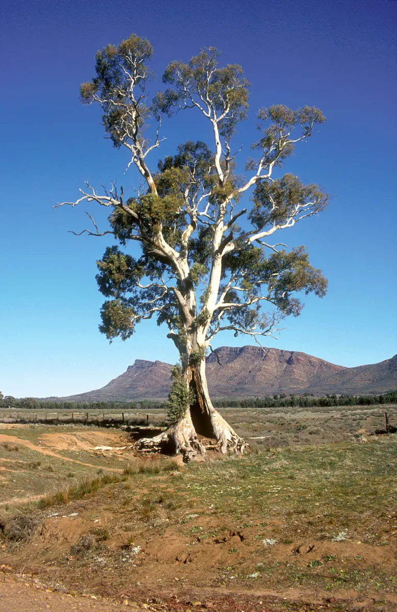Cazneaux Tree