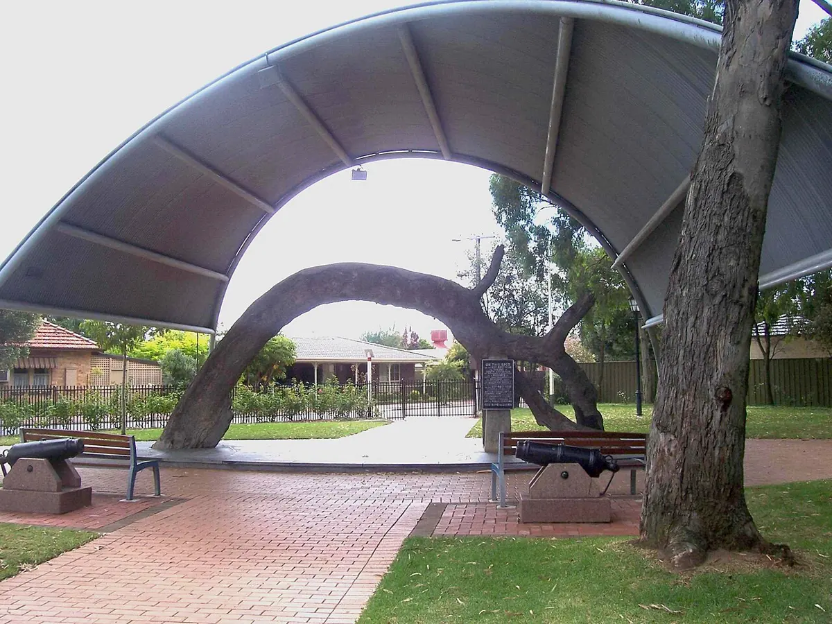 The Old Gum Tree