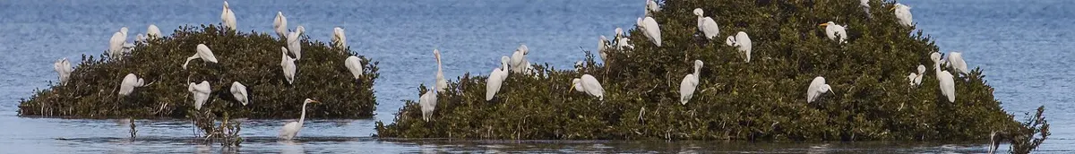 Adelaide International Bird Sanctuary National Park-Winaityinaityi Pangkara National Park