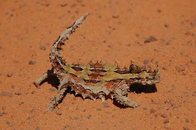 Alice Springs Reptile Centre