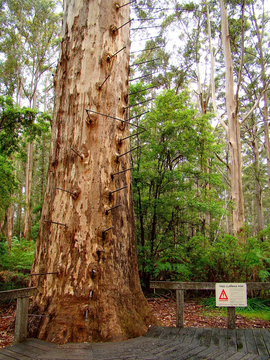 Gloucester Tree