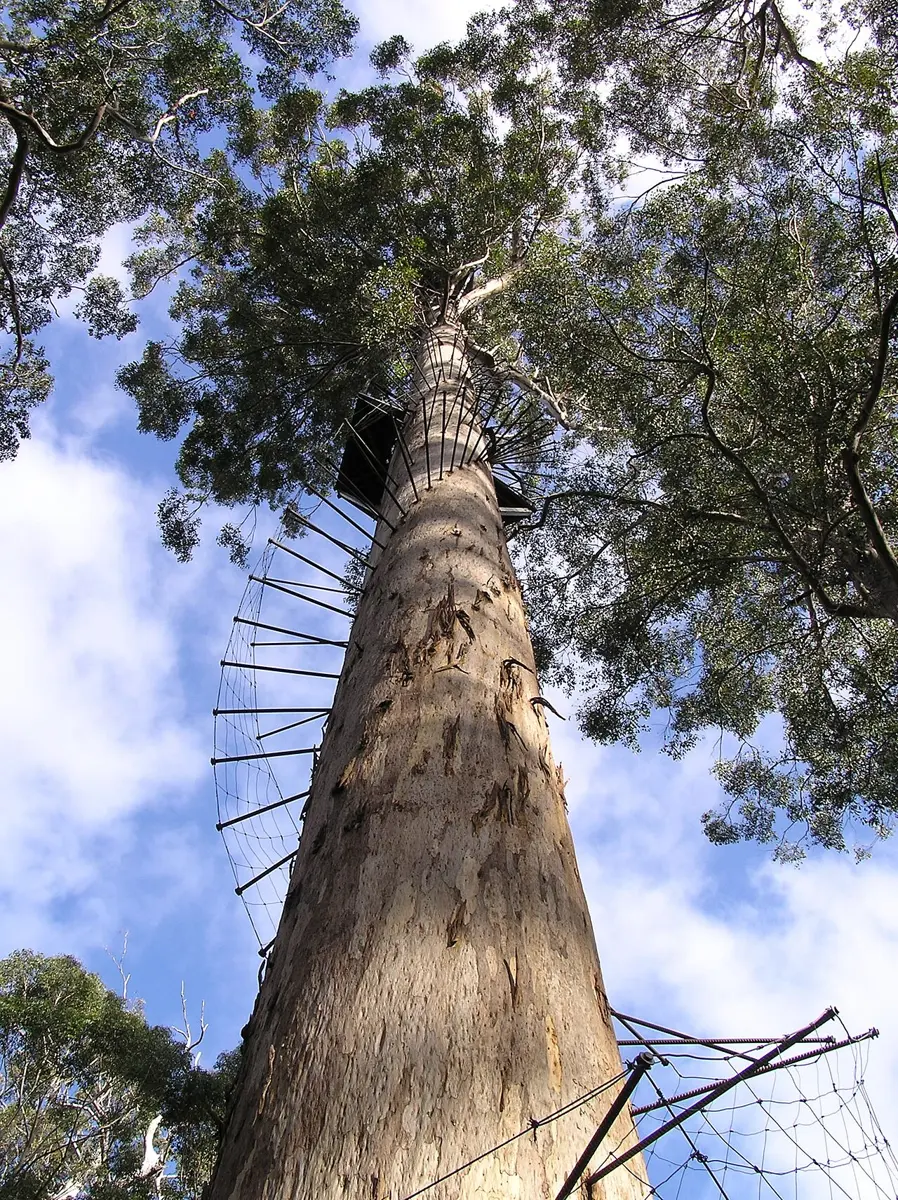 Dave Evans Bicentenial Tree