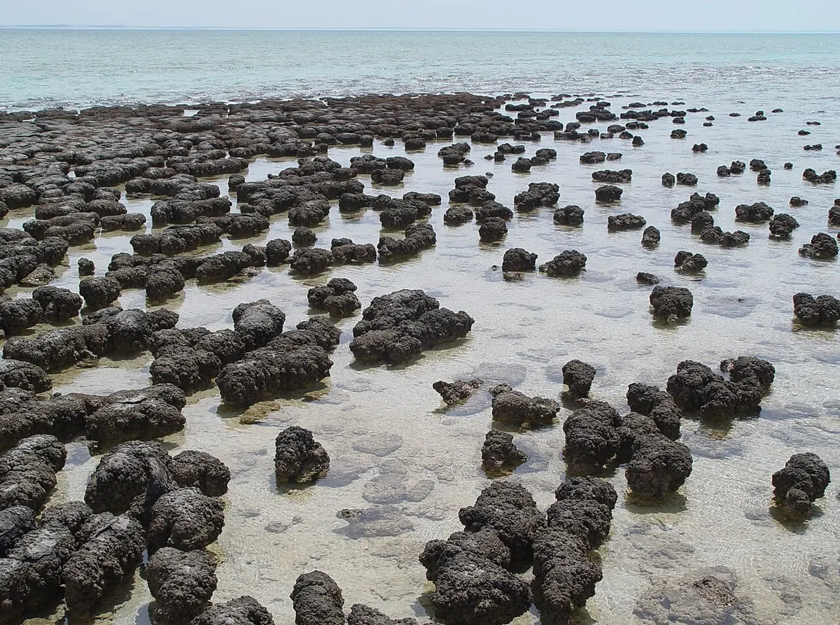 Hamelin Pool Stromatolites