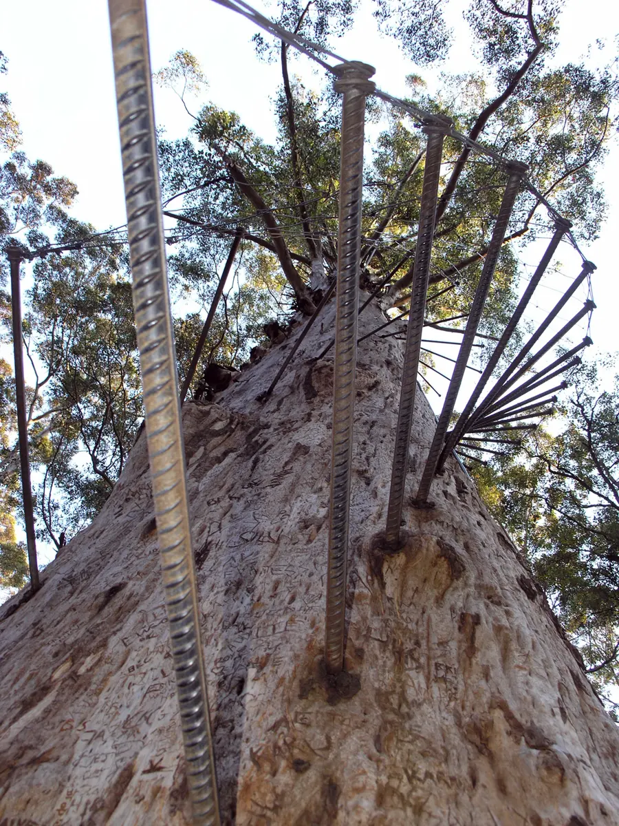 Diamond Tree