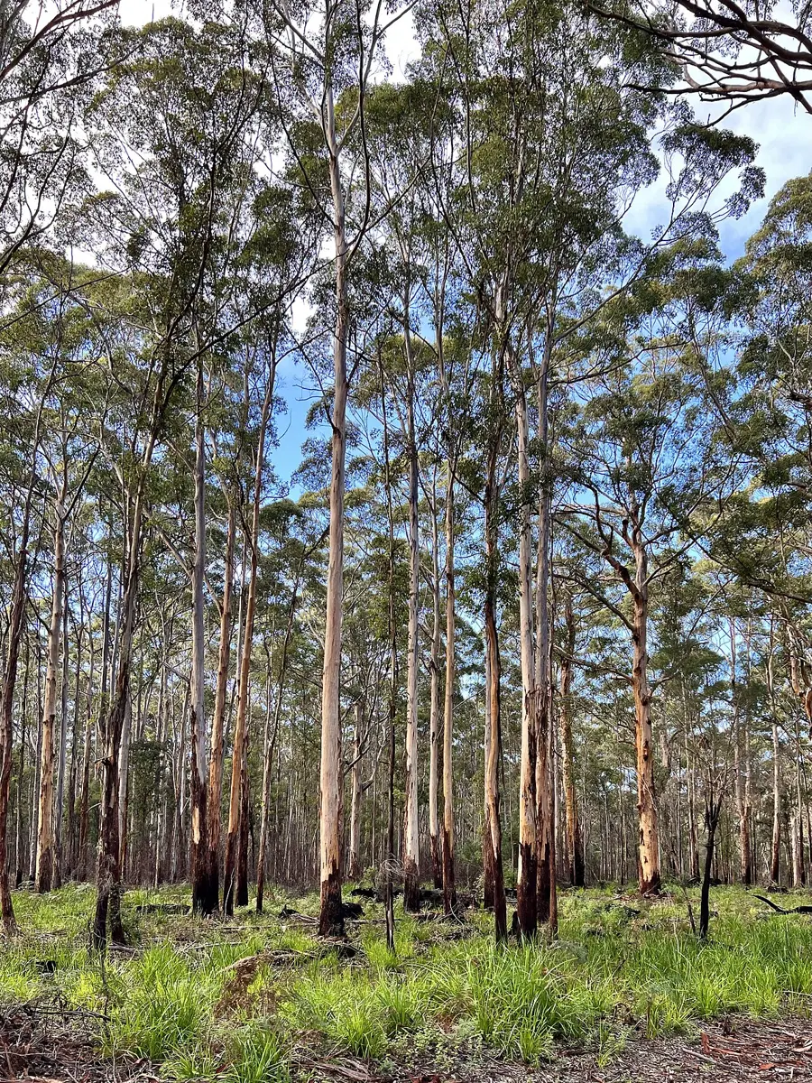 Mount Frankland South National Park
