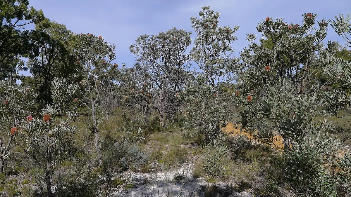 Wandoo National Park
