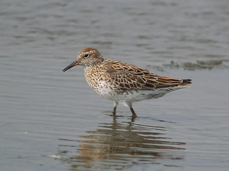 Lake McLarty Nature Reserve