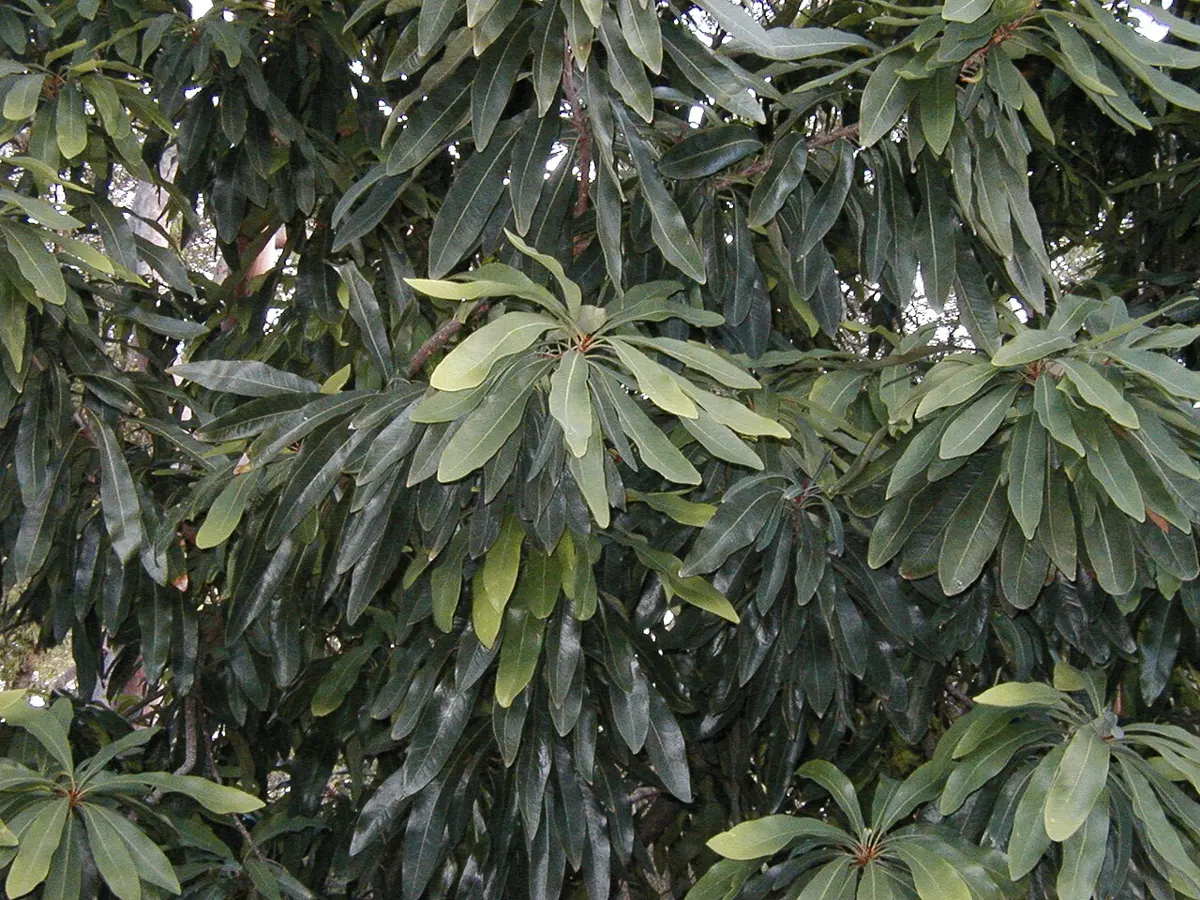 Stony Range Regional Botanic Garden