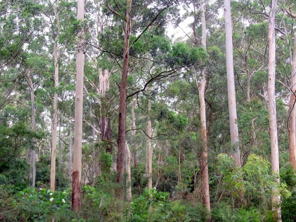 Sheldon Forest