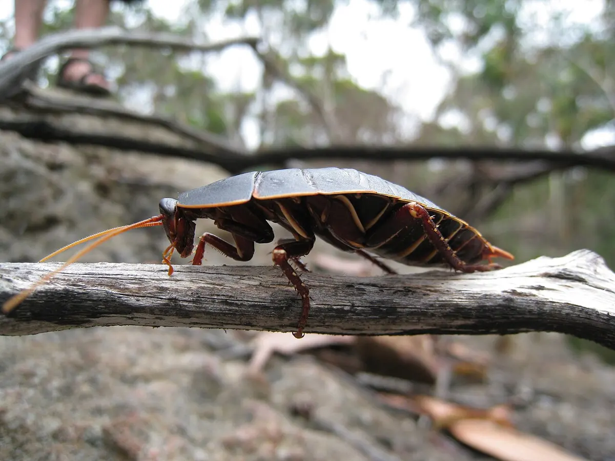 Dharawal National Park