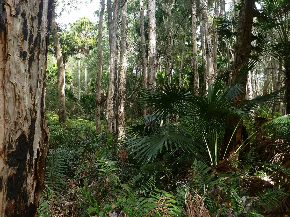 Wyrrabalong National Park