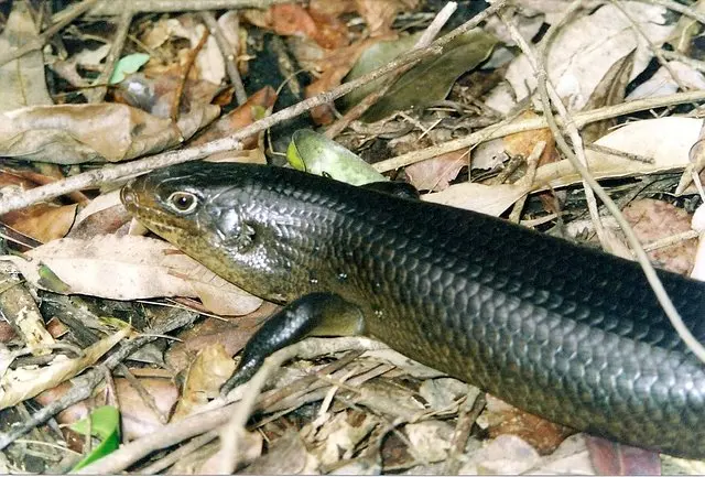 Watagans National Park
