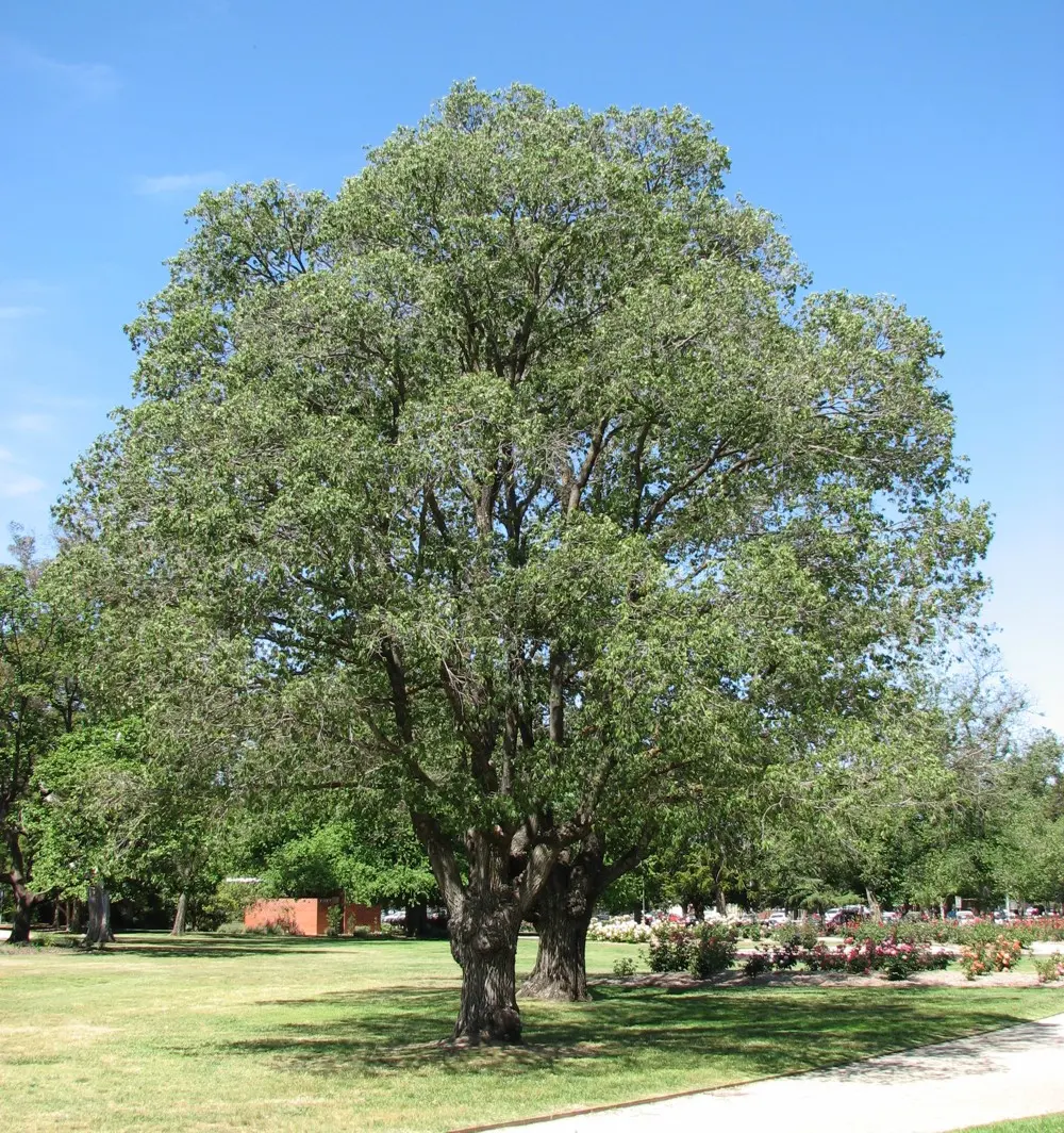 Benalla Botanical Gardens